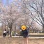 서울숲 2024 벚꽃놀이 (4월2일)