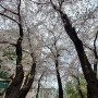 서울 강남 끝자락! 개포동 아파트 벚꽃 세상! 동네 벚꽃 구경하기!
