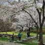 대전 대청댐 벚꽃 구경 (대청공원)
