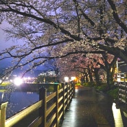 벚꽃 명소 충북 옥천 교동저수지 벚꽃 밤에 보면 더 예뻐