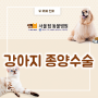 강아지 악성종양 수술, 신월동 강아지 종양수술 동물병원