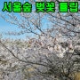 4월 서울 가볼만한곳 서울숲 벚꽃 튤립 실시간 포토존 사슴방사장 위치