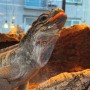 [공룡동물원] 파충류 전문 실내 동물원, 이번 주말 '공룡 동물원'으로 놀러오세요!