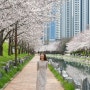 [부산] 부산 벚꽃 데이트 명소 추천 영도 동삼해수천 벚꽃길 산책로 개화 상황