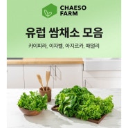 [아쿠아 포닉스] 채소 박스 판매+허브 바질 선물