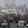비봉산캠핑장 벚꽃개화상황 (2024년 4월 4일)