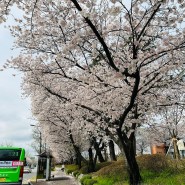 카이스트벚꽃 2024 카이스트 수양벚꽃 카이스트 어은동산 벚꽃 만개했어요