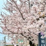 여의나루 한강공원 벚꽃 축제 먹거리 라면 여의도 한강 피크닉 돗자리 대여 가격 정보