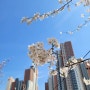 광교 벚꽃 나들이, 바로 지금이에요!