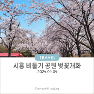시흥 벚꽃 은행동 비둘기공원 개화 04.04기준 활짝 폈어요