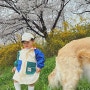 청주 벚꽃 명소 :: 무심천 4월 4일 벚꽃 현황 (거의 만개에요) 청주 벚꽃카페 라토