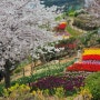 거제/장승포 양지암조각공원 벚꽃 튤립