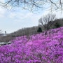 서울 근교 꽃구경 부천 진달래동산 뚜벅이 데이트 칠성농원
