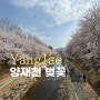 양재천벚꽃 실시간 개화 매헌시민의숲 주차장 정보
