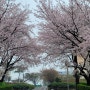 전북 벚꽃 명소는 아니지만 이쁜 삼례 우석대 벚꽃길