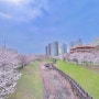광주 벚꽃 장소 수완 호수공원 그리고 여러곳 추천