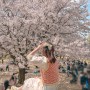 주말에뭐하지 서울갈만한곳 데이트 4월 국내여행지 벚꽃명소 7