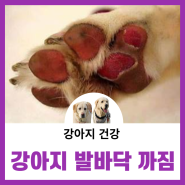 강아지 발바닥 까짐은 강아지들에겐 치명적이죠