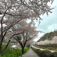 여수 벚꽃 명소 충민로 중앙여고 벚꽃길 같이 걸어요.