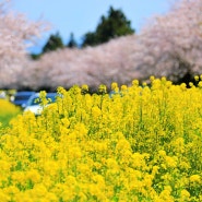 4월 제주 유채꽃 명소 녹산로 유채꽃도로. 가볼만한곳 추천