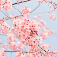 2024 벚꽃 개화시기와 벚꽃 축제 정보