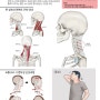 교통사고 후유증 / 자동차 보험 치료 /교통사고 추나 / 자동차 보험 한약 < 강남명인한의원, 대치 자동차 보험 치료 한의원>