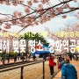 진해 벚꽃 명소 :: 경화역공원 / 아이들과 가볼만한곳. 실시간 상황.