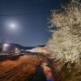 파주 벚꽃 명소 밤고지마을 벚꽃축제 개화 상태 (실시간 업데이트 4/10)