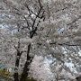 서울 벚꽃 명소 추천! 양재 시민의 숲, 양재천에서 벚꽃 즐기기