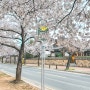 경주 오릉 돌담길 당일치기 여행 여유롭고 한적한 벚꽃길