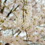 망원한강공원 벚꽃 봄산책 텐트존, 스타벅스