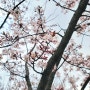 계양 아라마루 공원 봄꽃 만개! 인천 꽃구경 봄나들이 명소