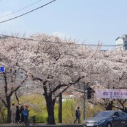 여의도벚꽃 실시간 개화 상황 (4월4일 목요일 점심 기준)