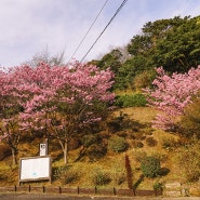 후쿠오카 유후인 여행, 벳부 + 다자이후 + 유후인 버스투어 후기
