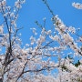부산 벚꽃 명소 기장 용궁사, 4월 5일 개화상황