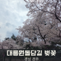 경주 대릉원돌담길 만개한 벚꽃 구경