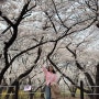 [인천 봄나들이] 5년만에 개방한 SK인천석유화학 벚꽃동산 2024년 방문 후기(4월 9일까지!주차 가능 위치)