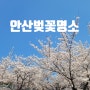안산 벚꽃 명소 화랑유원지 안산호수공원 노적봉폭포