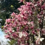 백목련꽃말 목련 봄에피는꽃나무