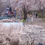 2024 벚꽃 사진 모음 (수성랜드, 꽃보라동산, 침산공원, 계산성당, 경산감영공원)