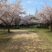 부산 벚꽃 명소 을숙도생태공원피크닉광장 느긋한 산책