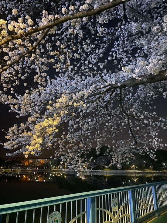 창원용지호수공원 벚꽃도 보고 밤산책도 하고