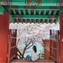 봄 꽃, 전남 벚꽃, 여수 벚꽃 / 여수 돌산 용월사, 자산공원