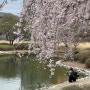 카이스트 벚꽃 주차 무료 4월 4일 촬영