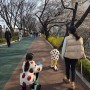 <체리블라썸>장안동 벚꽃 구경하려고 가족들이 뚝방길로 총출동했습니다~!!