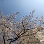 2024년 4월 4일_ 강동구 벚꽃 명소