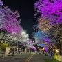 2024 경마공원 렛츠런파크 서울 무료 벚꽃 축제 구경하기 (평일야간)
