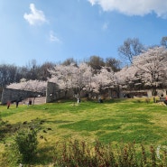 경기도 화성 가볼만한 곳 : 동탄호수공원 벚꽃 구경 주차장 텐트 돗자리 가능여부