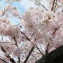 수원 팔달산 벚꽃 만개했어요 (4월 5일 실시간)