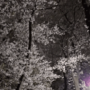 대전 벚꽃 명소 테미공원 야경
